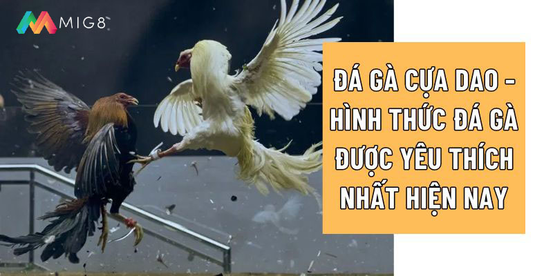 Đá gà cựa dao được yêu thích nhất hiện nay