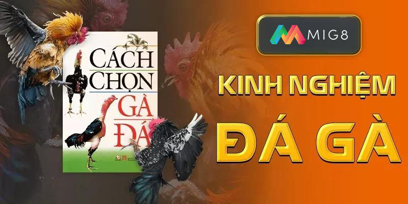 Kinh nghiệm hay tại đá gà Mig8