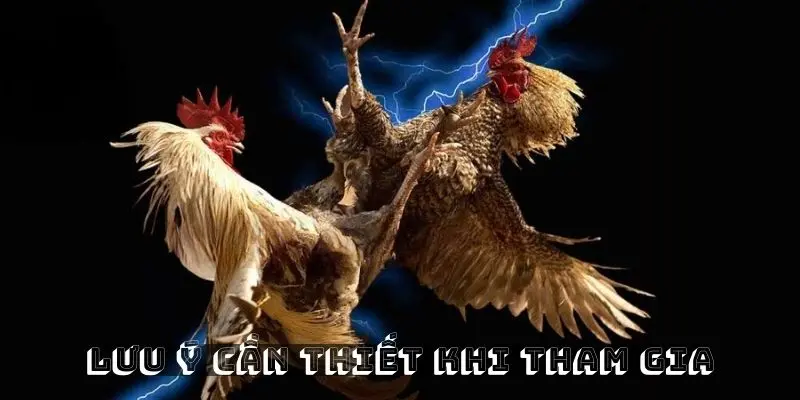 Lưu ý cần thiết khi chơi đá gà cựa dao