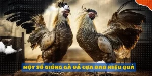 Những giống gà đá cựa dao hay nhất