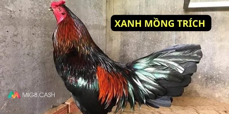 Xanh mồng trích gà danh trấn thủ thành thomo 