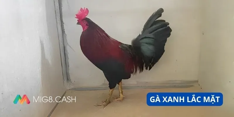 Xanh lắc mặt chiến binh thủ thành thomo