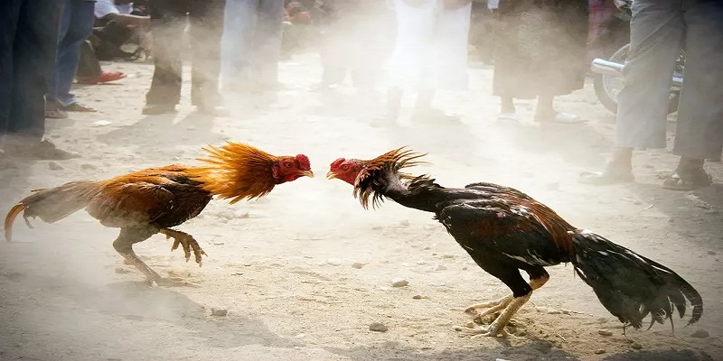 Luật chơi tại trường gà Thomo mới nhất