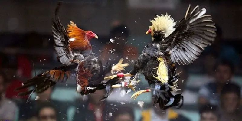 Xem màu mạng đá gà là chiến thuật dự đoán kết quả thi đấu của chiến kê