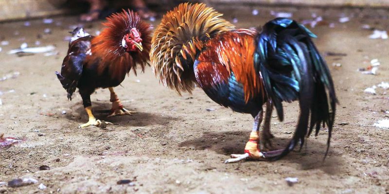 Người chơi cần kết hợp nhiều yếu tố khác bên cạnh xem việc chọn màu mạng